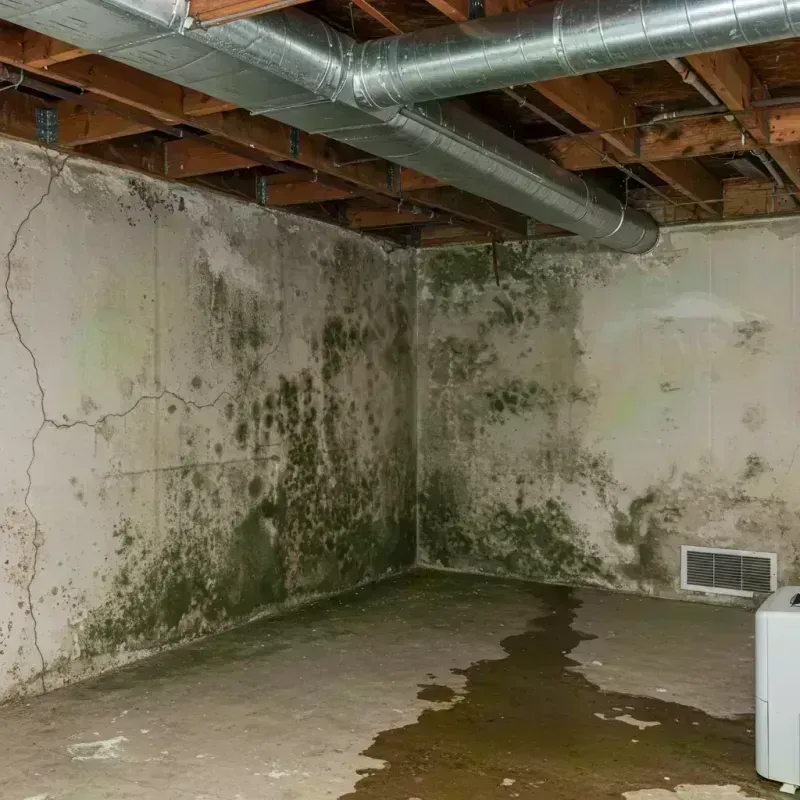 Professional Mold Removal in Fenton, MO